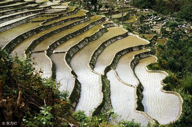 漠漠水田飞白鹭，阴阴夏木啭黄鹂