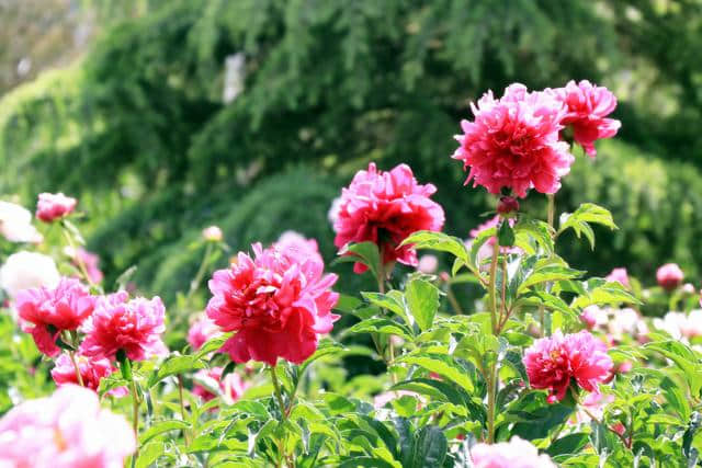 《篔筜竟长纤纤笋,踯躅闲开艳艳花》夏花《红云》