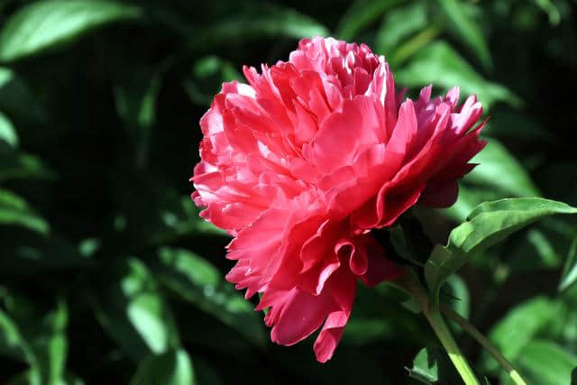 《篔筜竟长纤纤笋,踯躅闲开艳艳花》夏花《红云》