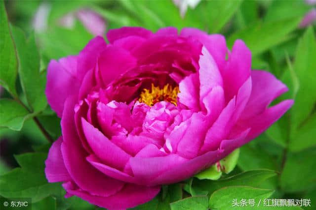 红旗对联：小院芬芳 兰竹牡丹香贵府（春天小院花朵）==请赐下联