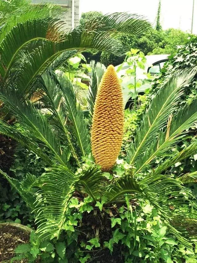 万年铁树开花，哑巴说话，太神奇了