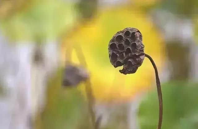 历代秋分诗词精选