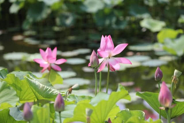 荷花仙子风姿翩翩的开封铁塔公园，孩子们也非常喜欢