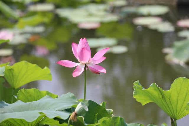 荷花仙子风姿翩翩的开封铁塔公园，孩子们也非常喜欢