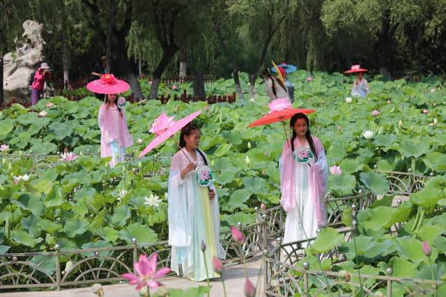 荷花仙子风姿翩翩的开封铁塔公园，孩子们也非常喜欢