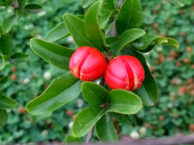 邯郸鸡泽：五月榴花照眼明，枝间时见子初成（手机拍*榴花红）