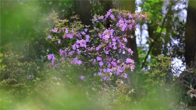 这些地方杜鹃花开成海！五月的天，我们约一场缤纷花事吧