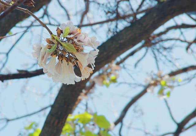 「生态刘公岛」泡桐｜我一直在这里静候你的到来