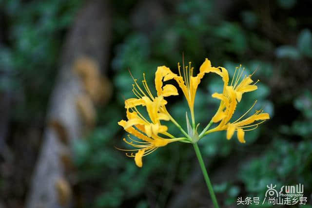 桐柏山盛开灿烂花朵，美却有剧毒，游客观赏就好不要采！