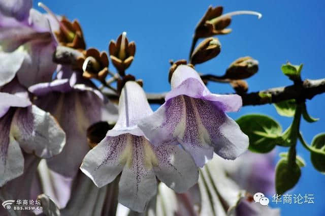 陕西论坛｜十里桐花十里飘香，长安的乡间小路这样的美！