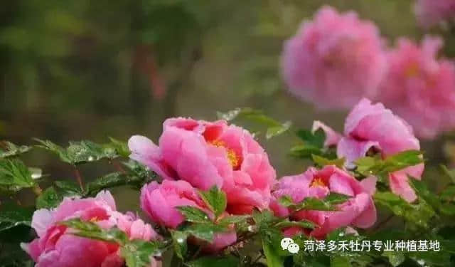 你了解牡丹花吗？教你如何栽培牡丹