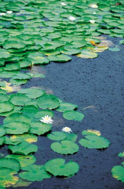 夏至｜漠漠水田飞白鹭，阴阴夏木啭黄鹂