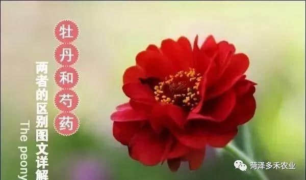 牡丹和芍药的区别图文详解