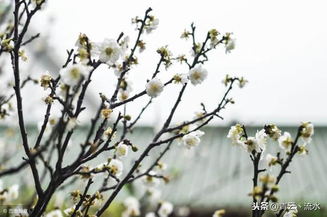 梅花绝句二首·其一