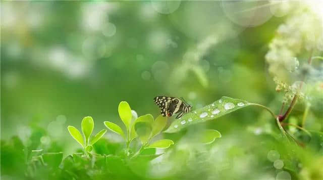 今日春分：莫负春光好，莫负春风娇