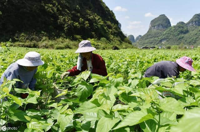 《陌上桑》