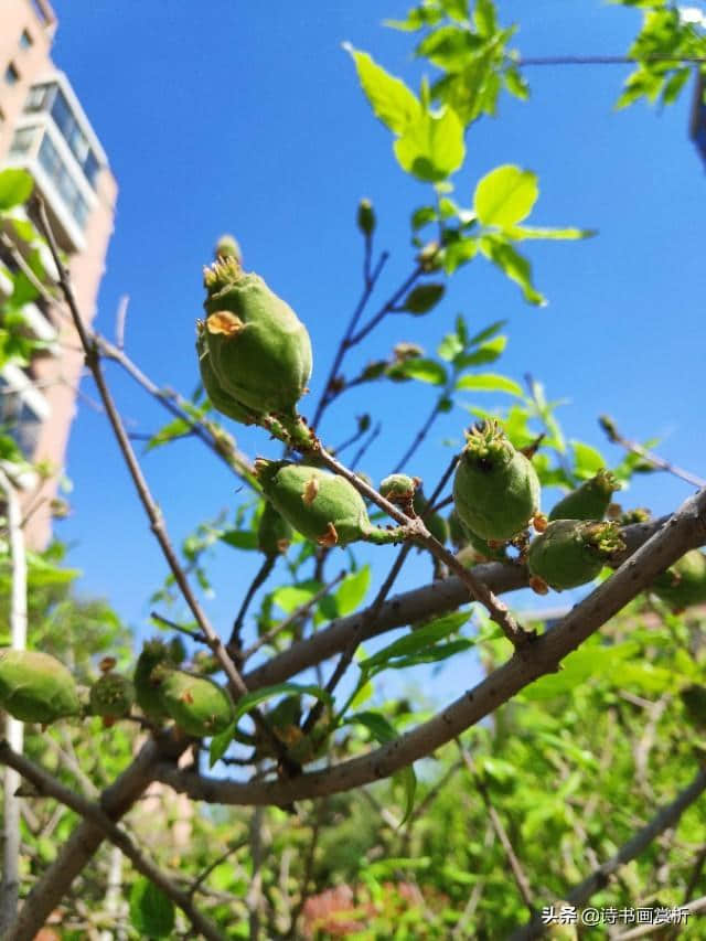 花飞陌上，莺藏深柳，又逢春晚…《陌上花》长调练习…