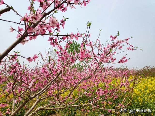 花飞陌上，莺藏深柳，又逢春晚…《陌上花》长调练习…