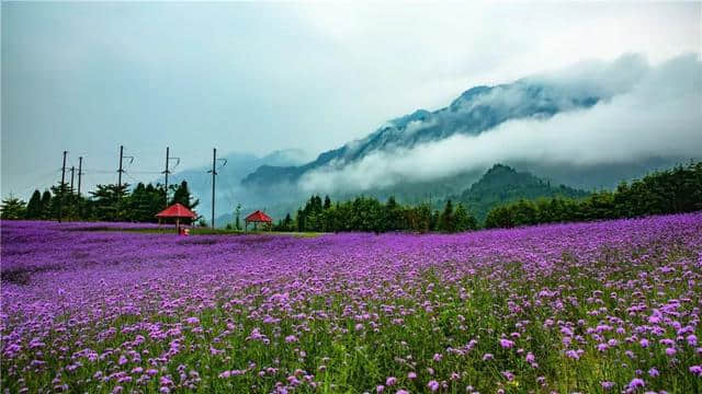 这个夏天，来小鱼洞“兜”最凉的风，看最浪漫的紫色花海