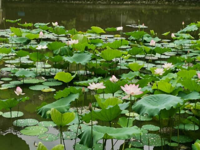 诗情花意：镜湖三百里，菡萏发荷花