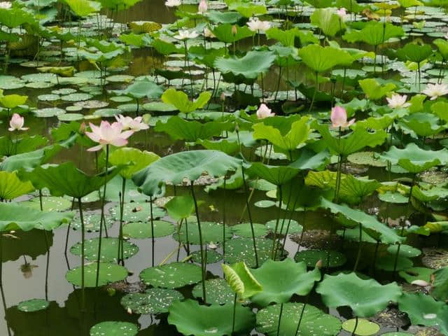 诗情花意：镜湖三百里，菡萏发荷花