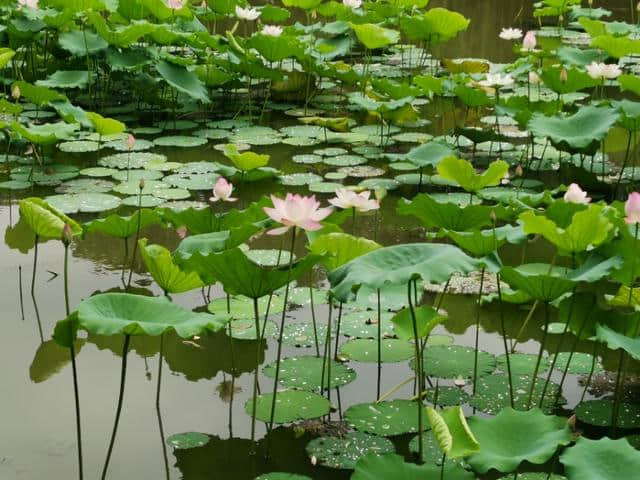 诗情花意：镜湖三百里，菡萏发荷花