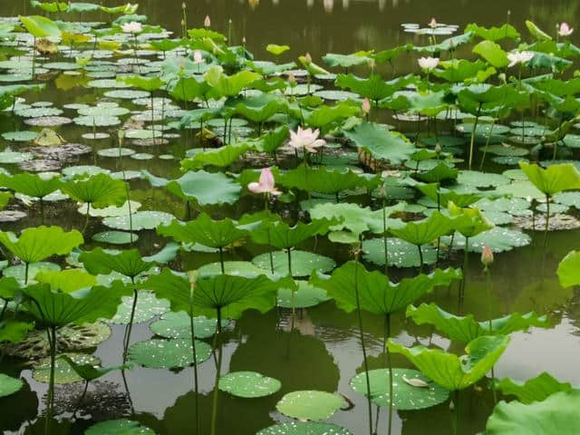 诗情花意：镜湖三百里，菡萏发荷花