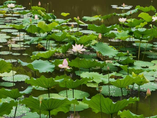 诗情花意：镜湖三百里，菡萏发荷花