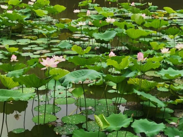 诗情花意：镜湖三百里，菡萏发荷花