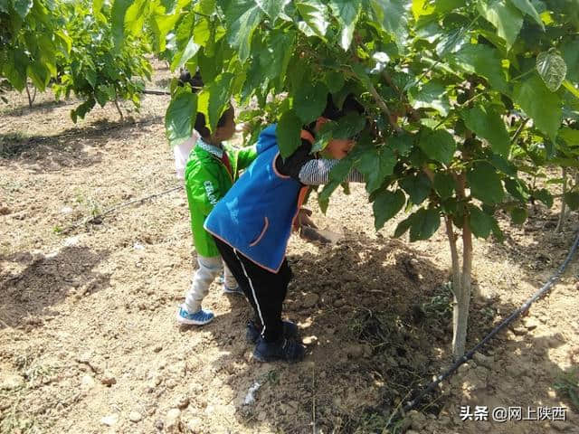 陕西蒲城县：陌上桑循环农业基地五一假期一道美丽的风景线