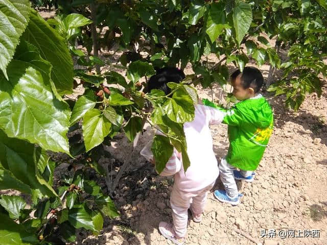 陕西蒲城县：陌上桑循环农业基地五一假期一道美丽的风景线