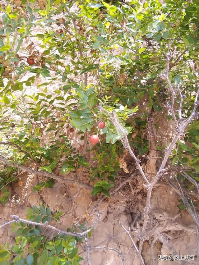 陕西蒲城县：陌上桑循环农业基地五一假期一道美丽的风景线