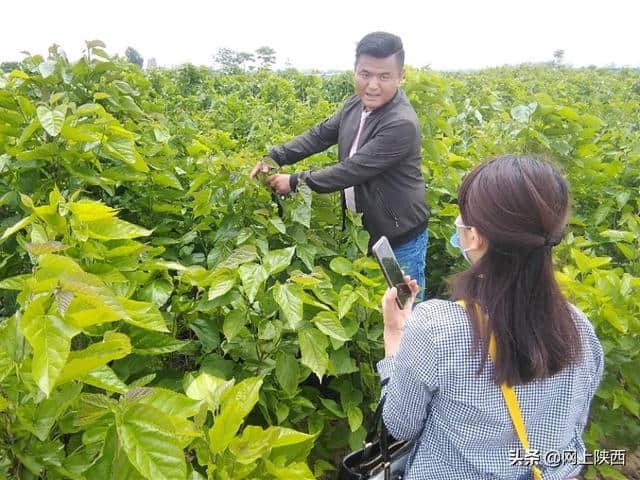 陕西蒲城县：陌上桑循环农业基地五一假期一道美丽的风景线