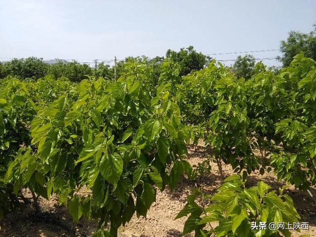 陕西蒲城县：陌上桑循环农业基地五一假期一道美丽的风景线