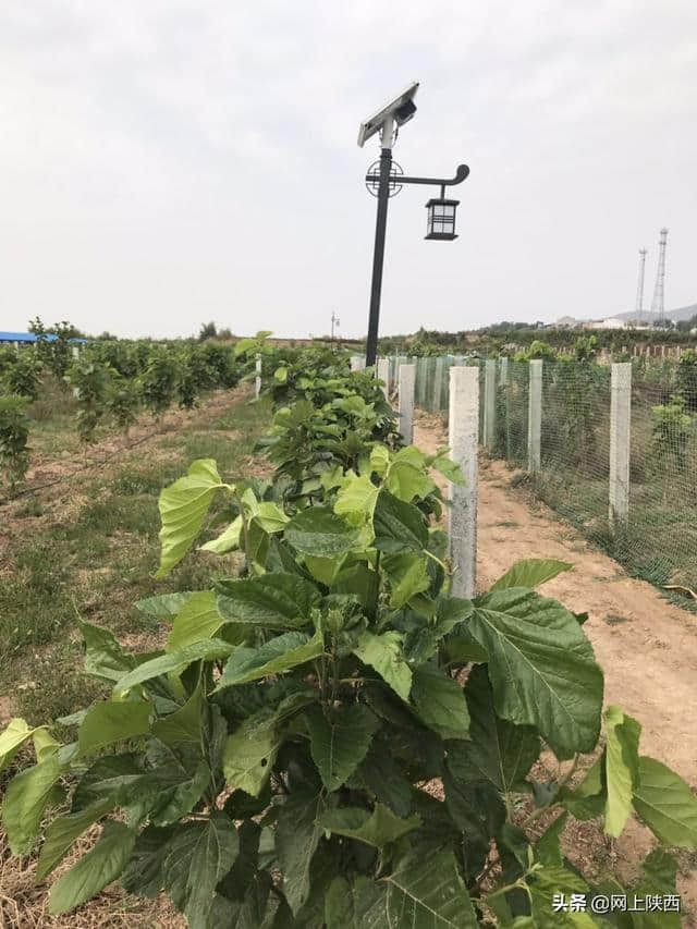 陕西蒲城县：陌上桑循环农业基地五一假期一道美丽的风景线