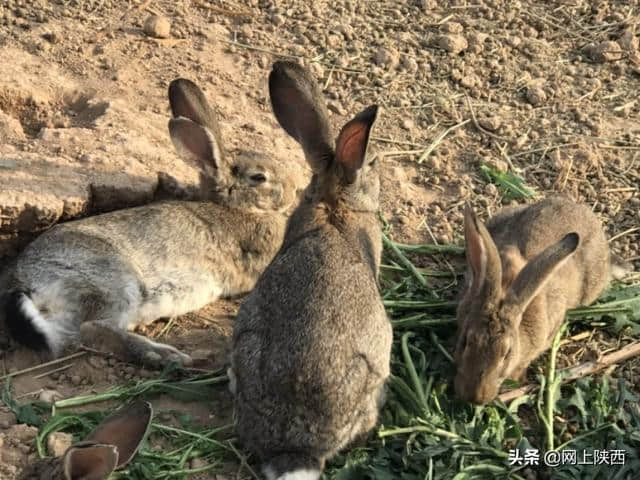 陕西蒲城县：陌上桑循环农业基地五一假期一道美丽的风景线