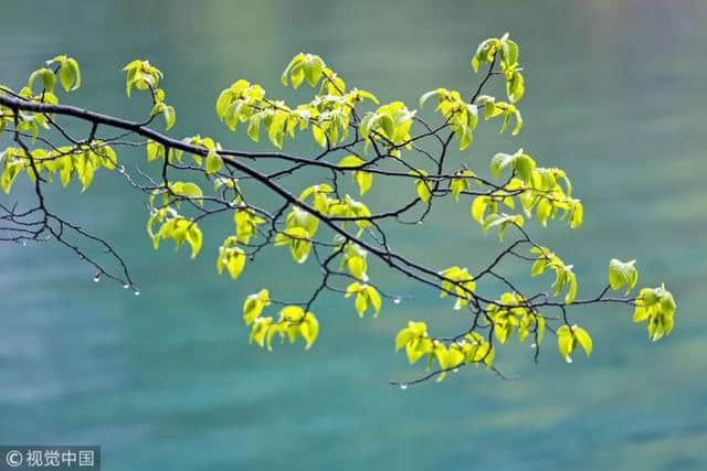 今日雨水丨好雨知时节，当春乃发生