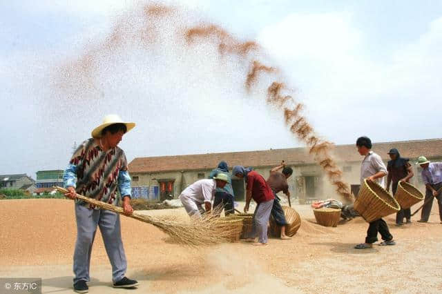 “正月二十晴，树上挂琉瓶”！跟老农聊天，确实长知识