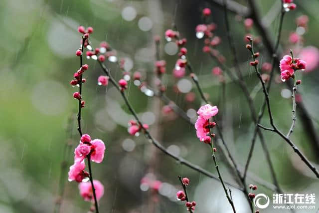 杭州：孤山梅花雨中争艳