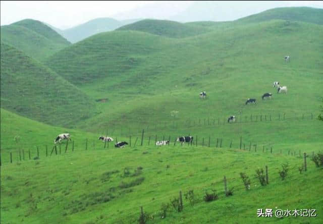 撼庭竹~醉美南山牧场