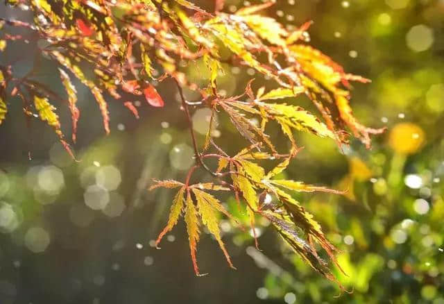 枫雅汇看图约诗第105期《秋雨》