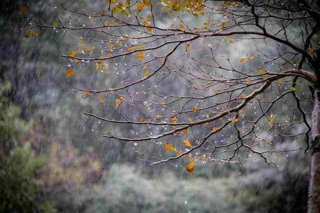 枫雅汇看图约诗第105期《秋雨》