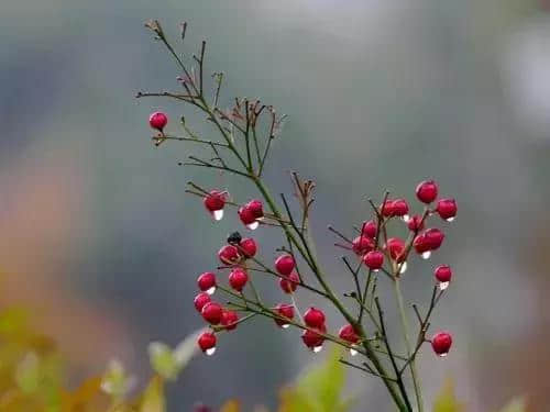 枫雅汇看图约诗第105期《秋雨》