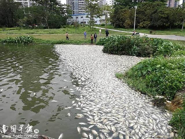 隔着屏幕都闻到恶臭，南宁明月湖漂起成片死鱼！怎么回事？