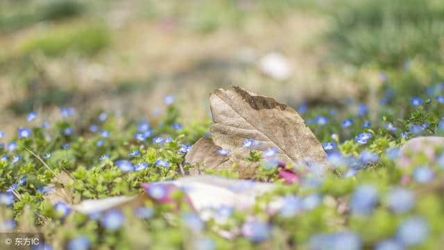 十首最美的玉楼春，天涯地角有穷时，只有相思无尽处