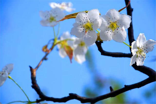 “一枝梨花压海棠”的张先与他的《天仙子》