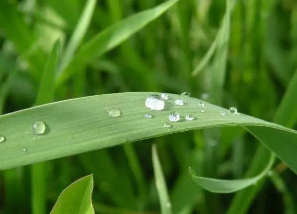 东风吹散满衣尘，雨打梨花莫负春