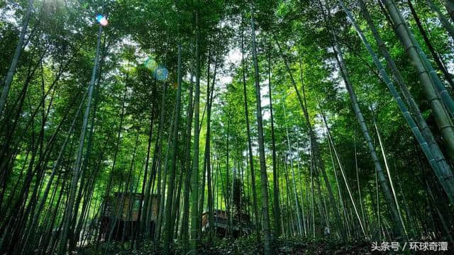 明月别枝惊鹊，清风半夜鸣蝉 炎炎夏日，在唐诗宋词寻找一丝清凉