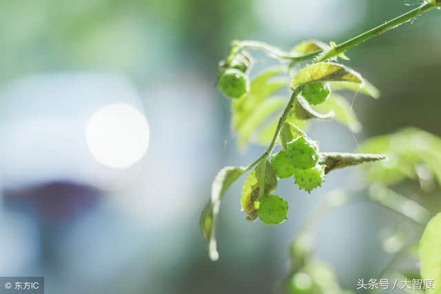 上联：天涯何处无芳草；下联怎么对