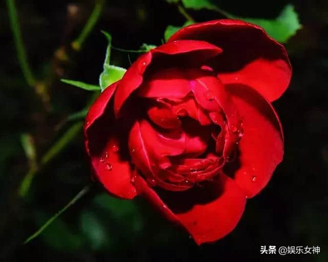 正月十一早上好温馨祝福语，清晨早上好鲜花祝福图片